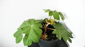 Image result for Tetrapanax