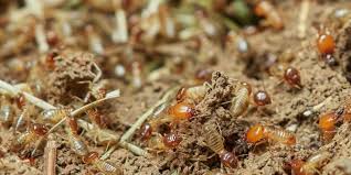 If you break a mud tube and it is rebuilt, termites are active in your home. Do I Have Termites In My Yard F W Pest Control