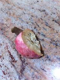 Anamika On Twitter Yes The Fruit From Palmyra Toddy Palm Thati Chettu In Telugu Is Known As Ice Apple Because Of Its Cooling Effect In Summer Mjbhyd In this video explained how to grow chamanthi plant at home in telugu with tips if you are looking for gardening related tools nela talli special focus on palm trees (thati chettu) benefits | hmtv nela talli special focus on thati. palmyra toddy palm thati chettu in
