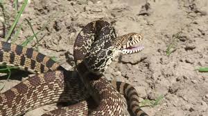 Bull snake, (pituophis catenifer), north american constrictor snake of the family colubridae. Bullsnake Youtube