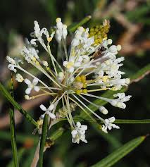 Image result for Grevillea biternata