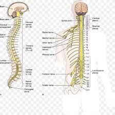 The central nervous system basically includes the brain and the spinal cord. Vertebral Column Spinal Cord Central Nervous System Nerve Png 1156x1157px Watercolor Cartoon Flower Frame Heart Download