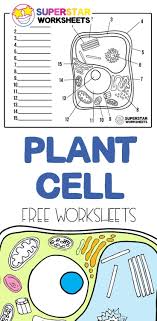 Plant Cell Worksheets In 2020 Cells Worksheet Plant Cells Worksheet Plant Cell
