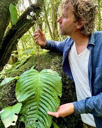 Image result for Streptocarpus umtaliensis