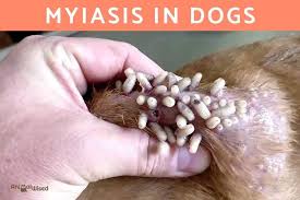 Image result for Myiasis