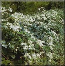 We did not find results for: Clematis On The Web Clematis Detail