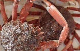 Maybe you would like to learn more about one of these? How To Cook And Prepare A Spider Crab Tom S Feast