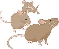 Spermidine is a supplement that protects your brain, your heart and has the same effects on human cells as fasting. Cardioprotective Benefits Of Dietary Spermidine Nature Reviews Cardiology