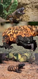 Pin On Wild Animals