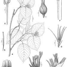 Image result for Pauridiantha paucinervis