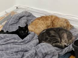 Baby Black And Ginger Cat Not Too Long Ago My Big Ginger Cat Wouldn T Let My New Baby Black Cat Near Him Now They All Sleep Together On Baby Black Cat New Baby Products Bean