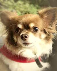 Chocolate And White Dog Chocolate And White Chihuahua Long Haired Chihuahua Female Chocolate Tri Coloured Chihuah Chihuahua Chihuahua Dogs Chihuahua Puppies