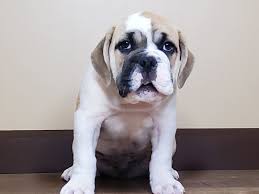 The victorian bulldog is an excellent companion dog, despite their quite muscular appearance. Victorian Bulldog Puppies Petland Fairfield