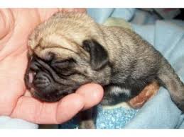Pug puppies & dogs for sale/adoption. Pug Puppies For Sale