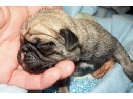 Media in category pug puppies. Pug Puppies In North Carolina