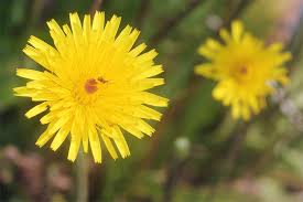 Ob löwenzahn, pusteblume oder butterblume, die taraxacum sect. Der Lowenzahn Nabu