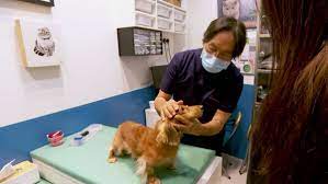 The Life Of Vets: Busier Than Ever As Pet Ownership Rises, But They Can't  'Walk On Water' - Cna