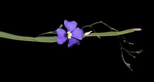 Image result for Goodeniaceae