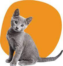 Maybe you would like to learn more about one of these? Homepage Dubuque Regional Humane Society