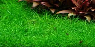 Image result for Eleocharis acutangula