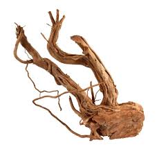 Image result for Cucumis prophetarum