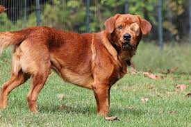 Red golden retriever puppies maryland. Prince Frederick Md Golden Retriever Meet Clifford A Pet For Adoption