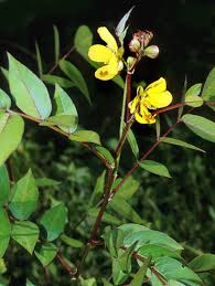 Image result for Senna occidentalis