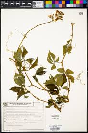 Image result for Anisophyllea quangensis