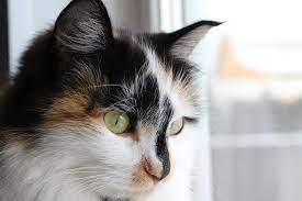 Domestic Longhair Cat Facts Aspca Pet Health Insurance