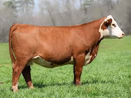 Innisfail Farm & Partisover Ranch Between The Brands Sale by American  Hereford Association - Issuu