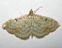 Image result for Anania perlucidalis