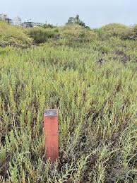 Image result for Salicornia pachystachya