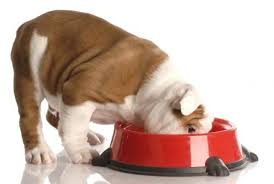 My Dog Doesn T Want To Eat Dog Food What Can I Do En 2020 Nourriture Pour Chiens Faite Maison Nourriture Chien Recettes Pour Chien