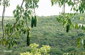 Image result for Entandrophragma caudatum