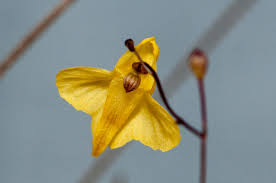 Image result for Utricularia subulata