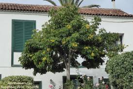 Image result for Markhamia lutea