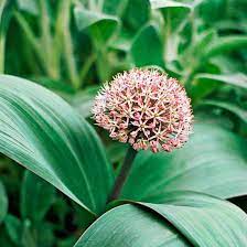 16 Of The Prettiest Allium Varieties To Plant In Your Garden Plants Allium Flowers Vegetable Garden Tips