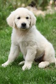 Golden retriever information including personality, history, grooming, pictures, videos, and the akc breed standard. Adorable Golden Retriever Puppy Sitting On The Grass Stock Photo Picture And Royalty Free Image Image 18947264