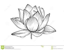 Download Ligne De Fleur De Vecteur De Nenuphar De Lotus Belle T Noir Et Blanc Illustration De Vecte Tatouages De Nenuphar Nenuphar Dessin Tatouages De Lis