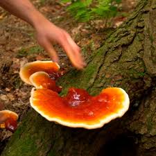 Image result for Ganoderma tsugae