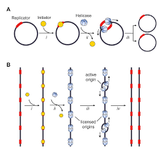 The entire process of dna replication can be discussed under many steps. Origin Of Replication Wikipedia