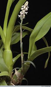 Image result for Zeuxine