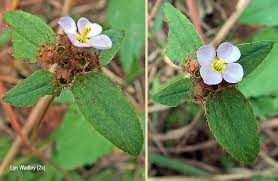 Image result for Antherotoma