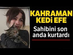 Efe Kedi Patisiyle Sahibini Yanmaktan Kurtardi Youtube