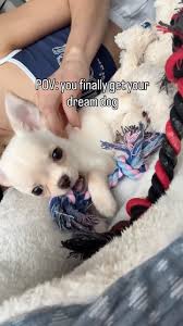 My favorite hobbies always includes hanging out with Ernie obviously  🙂‍↕️🥰🥹 #chihuahualife #chihuahuapuppy #chihuahualove #chihuahualovers  #chihuahuas