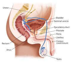 Use only the brand of this medicine that your doctor prescribed. Daily Tadalafil May Be Effective For Peyronie S Disease Renal And Urology News