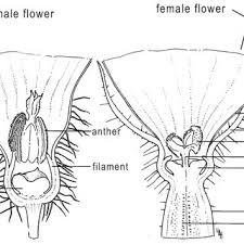 Vector image the cattail flower has two parts, a female and male. Male And Female Cucumber Flowers A Cross Section Of The Male Flower Download Scientific Diagram