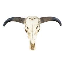 Great savings & free delivery / collection on many items. Realistic Life Size Cow Skull Wall Mount Decor Resin Bull Heads Buy Resin Bull Heads Wall Mounted Animal Head Resin Animal Head Wall Mount Product On Alibaba Com