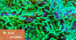 Many people think prebiotics and fiber are the same thing. What S The Difference Between Probiotics And Prebiotics