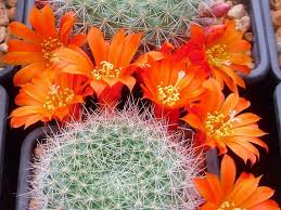 Introduction growing cactus from seed is not terribly difficult, although it does take purpose and i use my standard cactus soil mix and sift out the larger pieces. What Kind Of Soil Do Cacti Need Succulent Alley